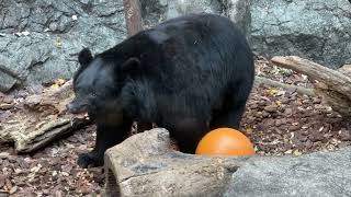 ツキノワグマのようすです【‎2023‎年‎12月‎8日】【上野動物園】