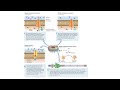 biol260 04 02 control gene expression prok