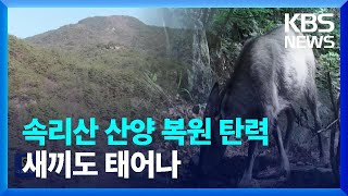 속리산 산양 복원 성공적…백두대간 생태 축 탄력 / KBS  2023.11.24.