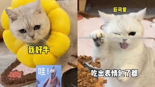 【小风车车】一生要强的猫咪……