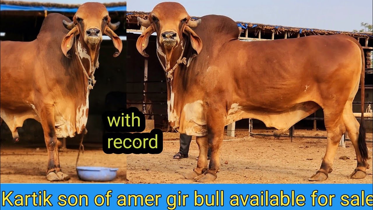 Bhavnagar Line Gir Bull Available For Sale Kartik Son Of Amer Gir Bull ...