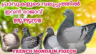 Big and cute fancy pigeon. പ്രാവുകളുടെ വലുപ്പത്തിൽ ഇവൻ രാജാവ്.