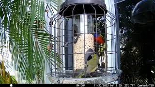 Lovely Couple (Painted Buntings) At Window Cage Feeder  11-30-2023