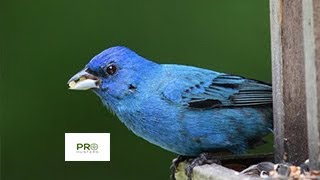 Indigo Bunting Bird Sound for Pro Hunters