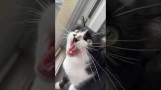 funny cat chattering at birds || ekekekkekkek