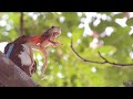 A White Throated Kingfisher with frog catch #shortswildlife