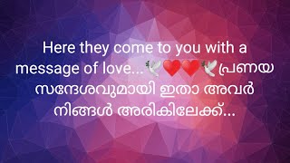 Here they come to you with a message of love...🕊️♥️♥️🕊️പ്രണയ സന്ദേശവുമായി ഇതാ അവർ നിങ്ങൾ അരികിലേക്ക്