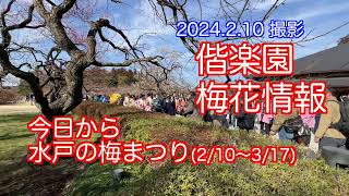 2024.02.10撮影,水戸の梅まつり始まる。偕楽園の梅開花情報。6枚花弁?