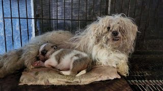 A lifetime of neglect in a filthy cage, a mother dog and her terrified puppy cried out for help!