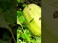 panen labu jumbo di kebun shorts shortvideo shortsfeed labu pumpkin