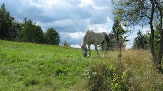 Wisła Głębce - Stożek - Filipka - Głuchowa - Wisła Dziechcinka