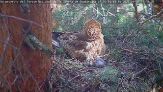 Águila Calzada 20.06.2022 11:08