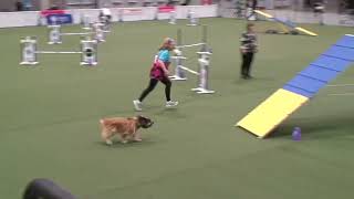 Pye Hybrid run at AKC Invitationals 2024