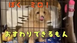 名前もおすわりも覚えました♪ ダップー　子犬　生後3ヶ月