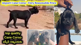 top quality Cane Corso puppies for sale in telugu/9298707007/aj pets