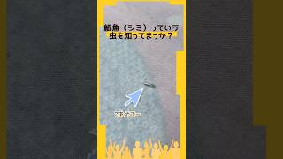 紙魚（シミ）っていう虫を知ってまっか？#shorts