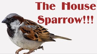 The House Sparrow - The Eurasian Bird Of North America