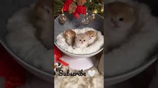 Christmas kittens baby cats 🔥🔥🔥🔥🔥
