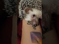 자는줄알았는데 깜짝놀랐잖아😭🥹표정이 대체 왜이래 hedgehog animal cute 반려동물 고슴도치