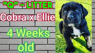 Q- Litter 4 weeks old - Cane Corso Puppies