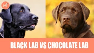Black Lab Vs Chocolate Lab: Does The Colors Make Any Difference?