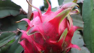 ছাদ কৃষির জন্য ফলের জাত নির্বাচন। ছাদ কৃষি (Rooftop Gardening)