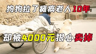 狗狗拉了瘫痪老人10年，却被4000元狠心卖掉，太可惜了！【疯狂解说家】