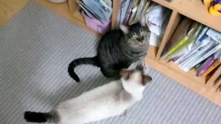 【猫】ご飯を催促する猫  Cat to demand bait from