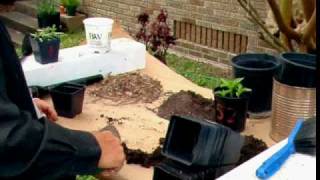 Transplanting multiple seedlings from a crowded container