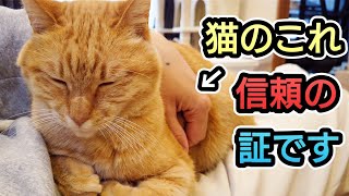 飼い主を心から信頼した猫しか見せない行動８選