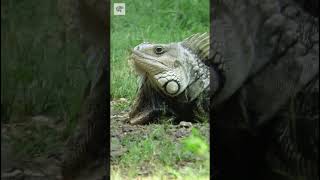 Large Iguana