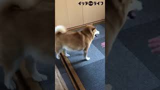 飼い主と柴犬のじゃれあいが独特すぎて、思わずニヤリ #shorts​