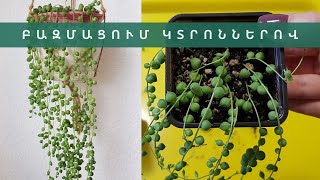 Սենեսիո Ռոյլեյանուսի (Senecio Rowleyanus) բազմացումը կտրոններով