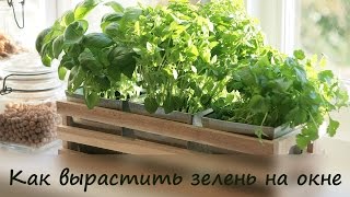 Как вырастить зелень на окне ❤ Cooking with Love