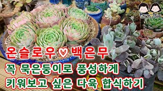 21.12.24 백은무 온슬로우 분갈이/모래요정 다육식물 (多肉植物) (たにくしょくぶつ) Korean Succulent