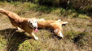 秋の里山をゴールデンレトリバーと散歩