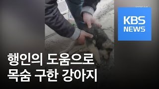 터키서 기절한 강아지 생명 구한 행인 화제 / KBS뉴스(News)