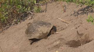 Ｅ0187　大分川　スッポンの産卵　４　Oita River Soft-shelled turtle spawning