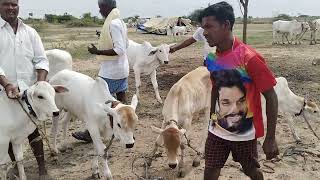 నిగ నిగ లాడే తెల్లని పాల పళ్ళ దూడలు | Milk Teeth BUlls Sale In VIllage | Cow Forming Village Videos