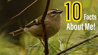 10 Amazing Facts About The Golden-Crowned Kinglet