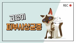 고양이 링웜 '피부사상균증'의 모든 것(증상, 치료, 관리) - 이든TV