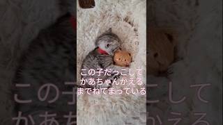 「子猫 ひとりで留守人形を抱っこして母猫の帰り待つ」#子ねこ #人形