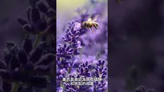 薰衣草- 放鬆和抗焦慮