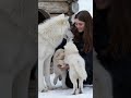 Beautiful Trained Wolf and Her Adorable Pups Form an Unbreakable Friendship with Girl 💓