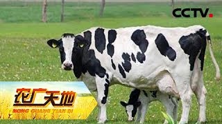 《农广天地》 20180404 幸福的奶牛产好奶 | CCTV农业