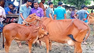 @আজ 22 June  24 | বাছুর সহ গাভী গরুর দাম | gavi goru dam | |আফতাবগঞ্জ হাট |দিনাজপুর|