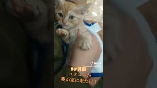 #わが家のニャンTube☆コタローくん # コタロー #ねこ #猫のいる暮らし