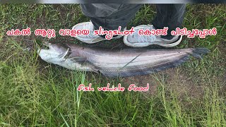 പകൽ ആറ്റു വാളയെ slingshot കൊണ്ട് പിടിച്ചപ്പോൾ wallago attu fish kerala slingshot