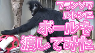 フランソワルトンにボールを渡してみた【咀嚼音】【ASMR】François' langur got a ball with foods