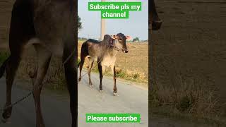 New nagori bacda ox race nagori bail #shortsvideo #trending #viral #viralvideo #jordansandhu #bull